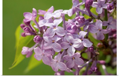 Lilac Flowers In The Spring, Jamaica Plain, Massachusetts