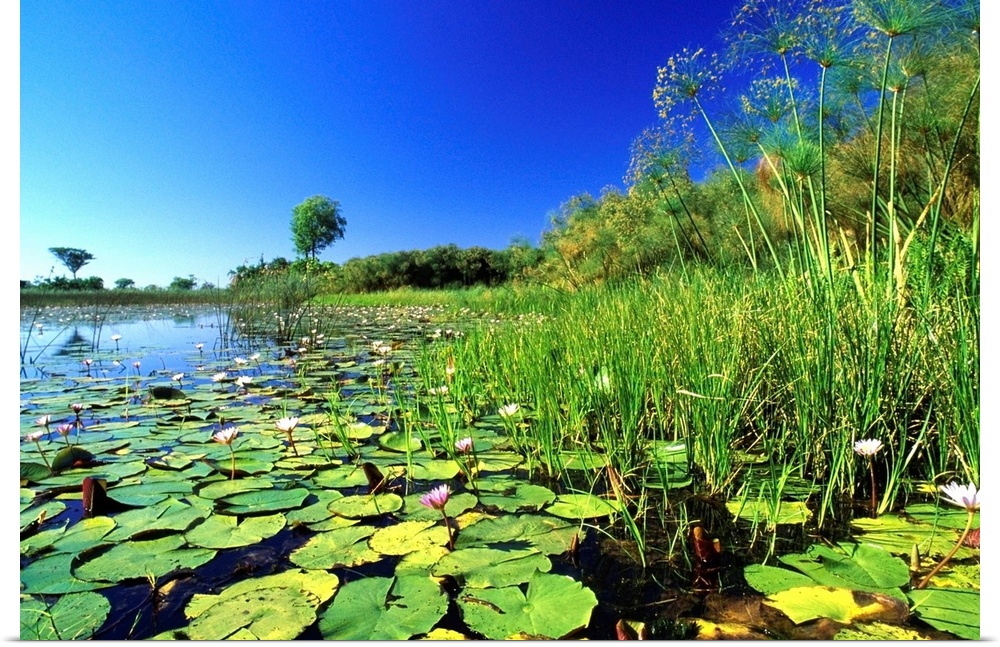 Lily Pads In A River, Okavango Delta