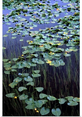 Lily pads in the marshes near Portage Valley and along Turnagain Arm Southcentral Alaska