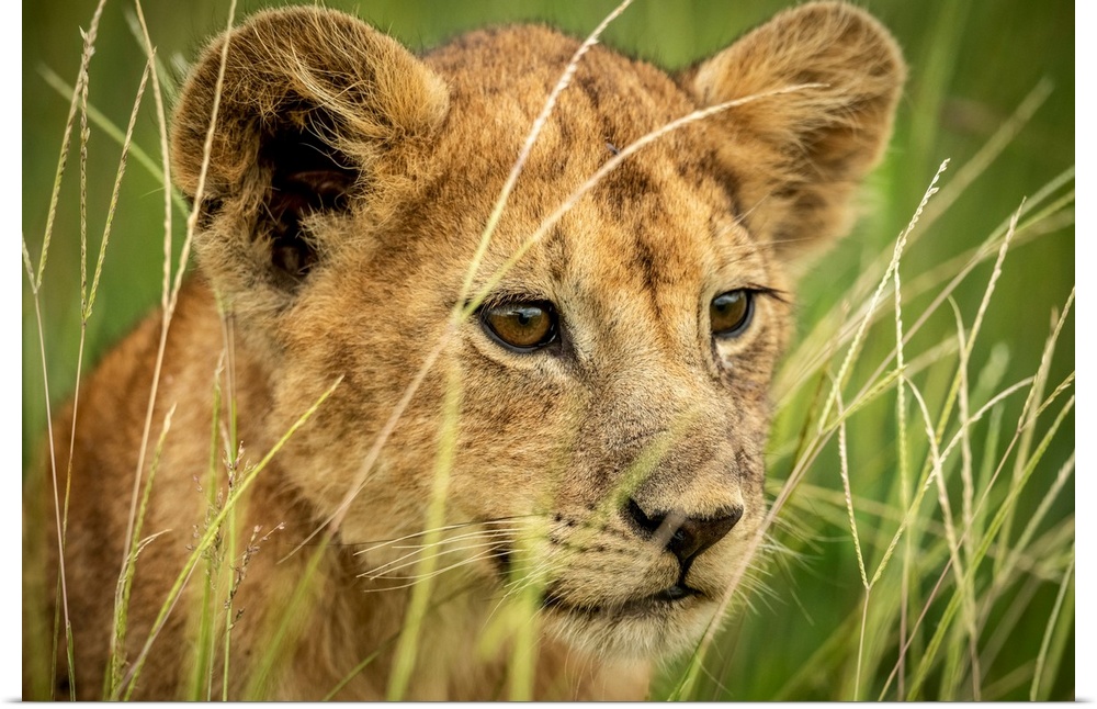 Close-up of lion cub (panthera leo) looking through grass, Grumeti Serengeti tented camp, Serengeti national park, Tanzania.