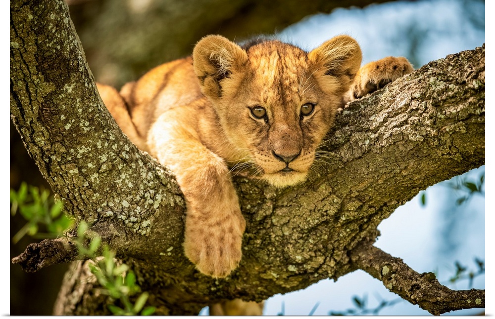 Lion cub (panthera leo) looks out from lichen-covered branch, Grumeti Serengeti tented camp, Serengeti national park, Tanz...