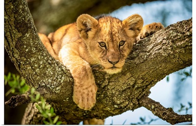 Lion Cub Looks Out, Grumeti Serengeti Tented Camp, Serengeti National Park, Tanzania