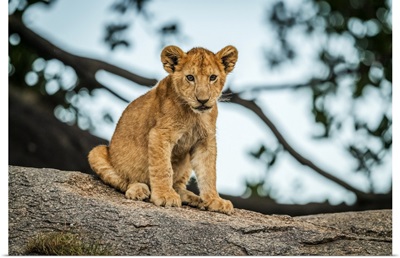 Lion Cub Sits On Rock By Tree, Serengeti, Tanzania