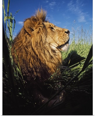 Lion (Panthera Leo) With Big Mane Laying In Tall Green Grass