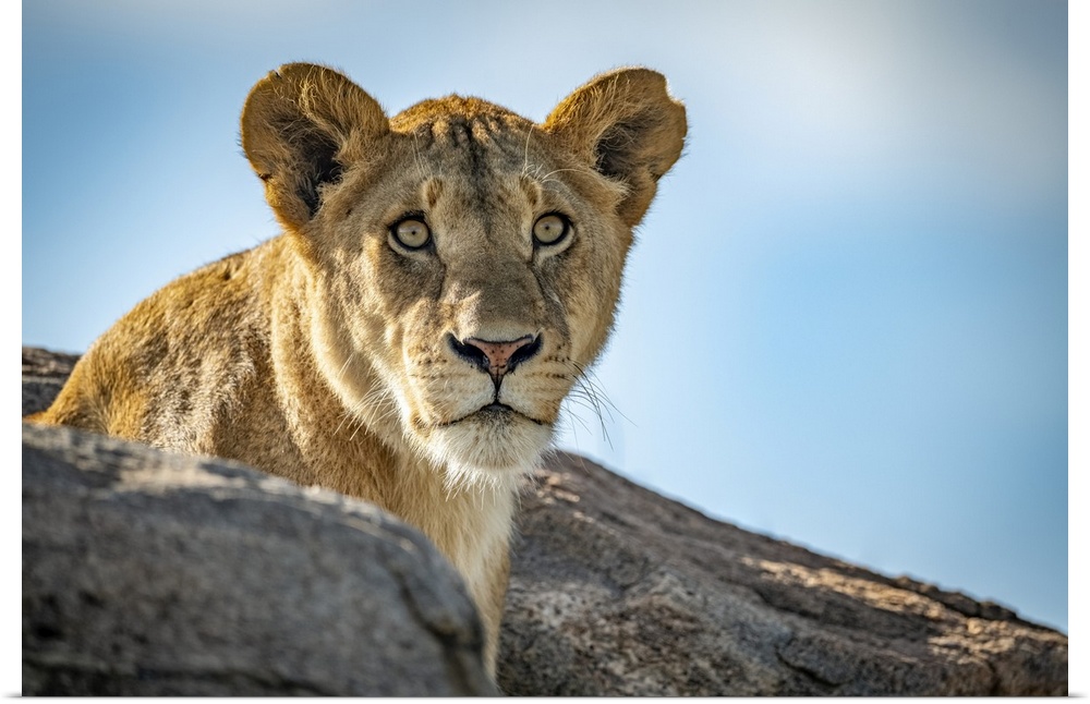 Lioness (Panthera leo) sits looking out over rocky boulders, Klein's Camp, Serengeti National Park; Tanzania