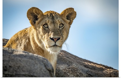 Lioness, Klein's Camp, Serengeti National Park, Tanzania