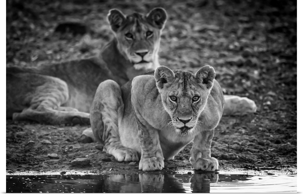 Monochrome lioness (panthera leo) lies looking up from water, Grumeti Serengeti tented camp, Serengeti national park, Tanz...