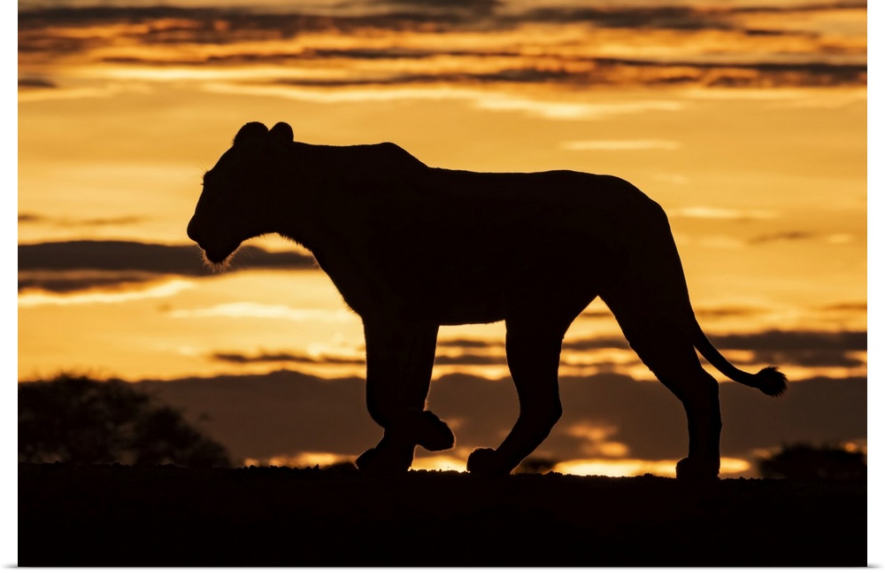 Silhouette of lioness (Panthera leo) at sunrise crossing ridge, Grumeti Serengeti Tented Camp, Serengeti National Park; Ta...