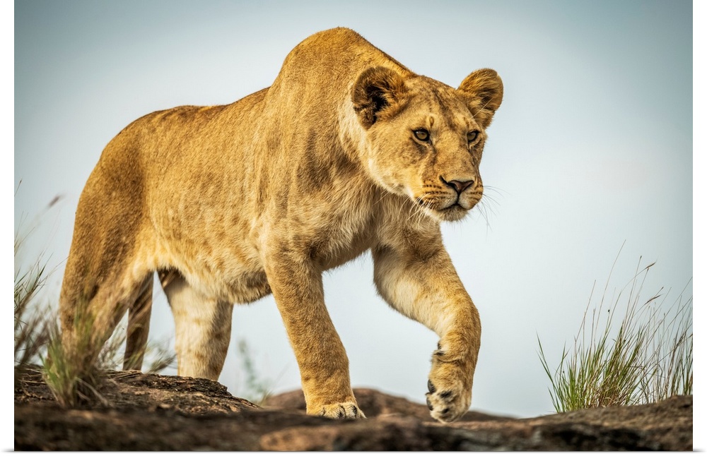 Lioness (panthera leo) walks on rock under blue sky, cottar's 1920s safari camp, Maasai mara national reserve, Kenya.