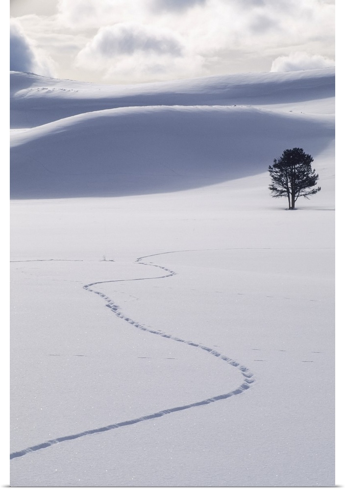A lone lodgepole pine tree (Pinus contorta) and coyote tracks in fresh snow Yellowstone National Park, Wyoming, United Sta...