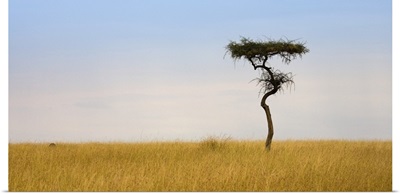 Lone Acacia Tree, Masai Mara, Kenya