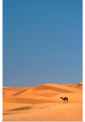 Lone Camel In the Sahara; Merzouga, Morocco