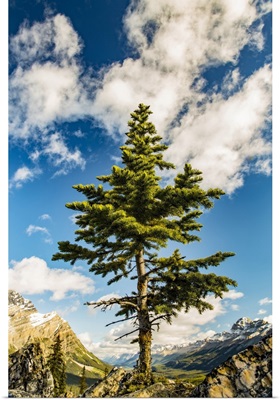 Lone Coniferous Tree, Rocky Mountains, Banff National Park, Alberta, Canada