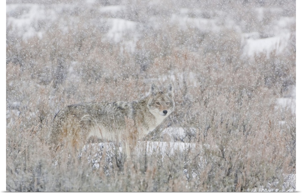 Lone coyote (Canis latrans) standing in the middle of a field of brush looking at camera through the falling snow Yellowst...