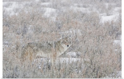 Lone Coyote Standing In The Middle Of A Field, Yellowstone National Park