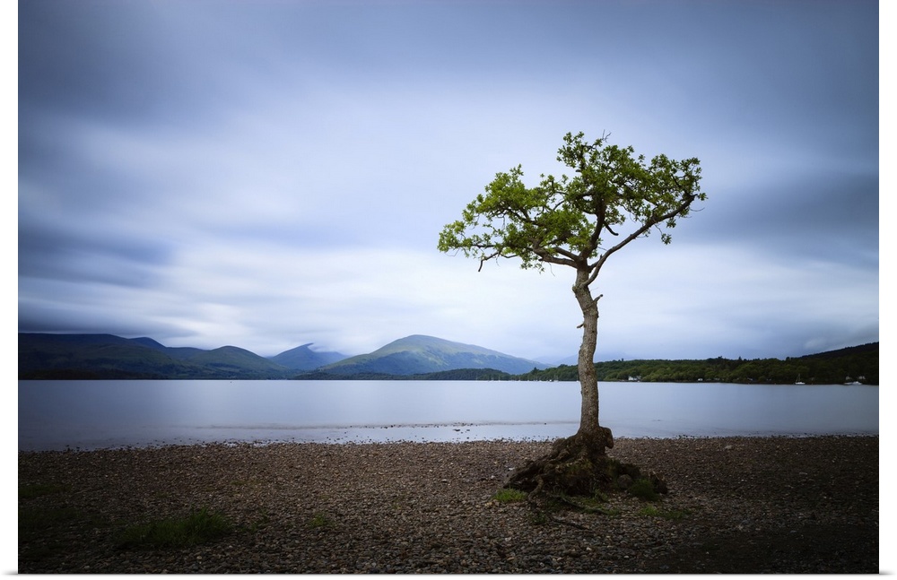 Lone tree at Milarrochy Bay on Loch Lomond.