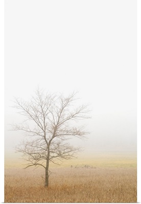 Lone Tree In A Wheat Field