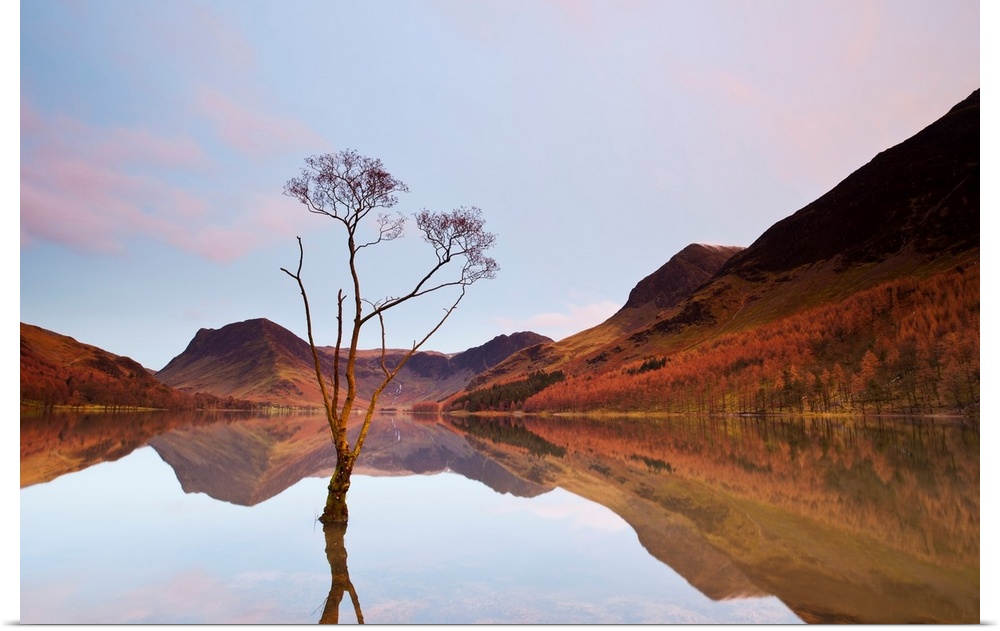 Lone Tree in Lake, Lake Buttermere, Lake District, England