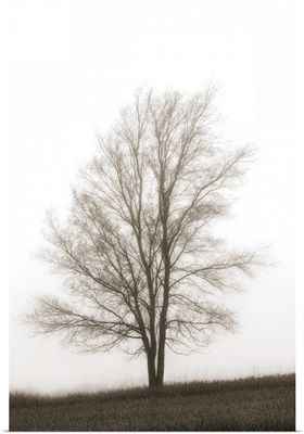 Lone Tree In The Mist