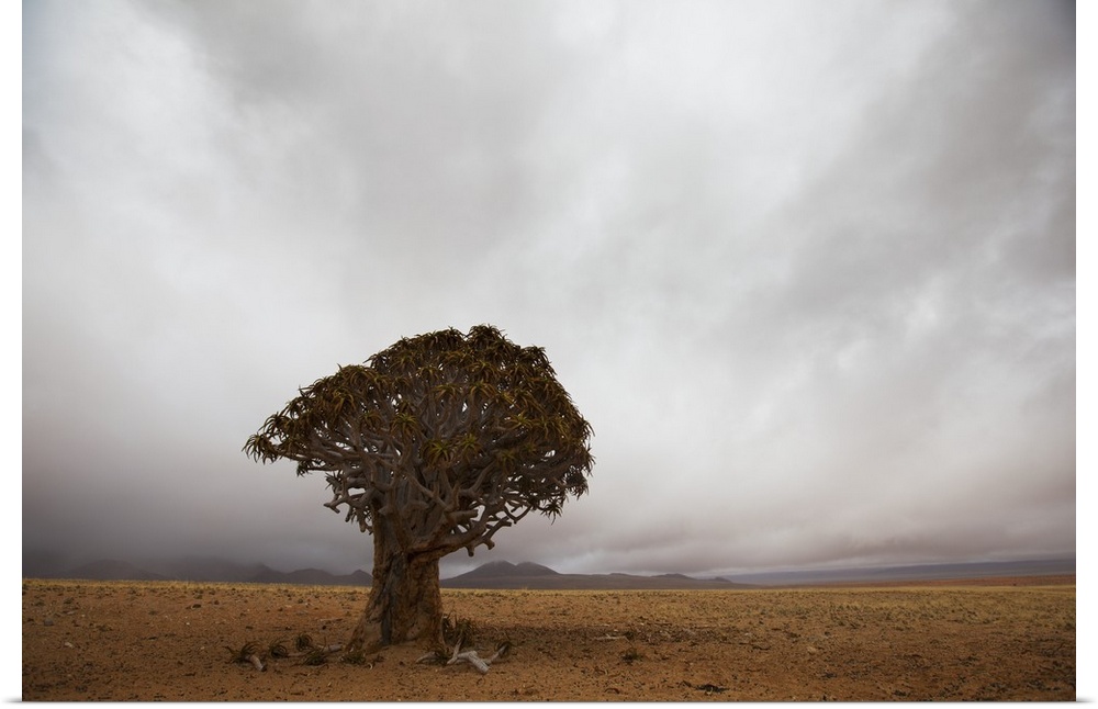 Lonely Quiver Tree In Cloudy Desert, Namibia