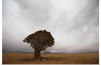Lonely Quiver Tree In Cloudy Desert, Namibia