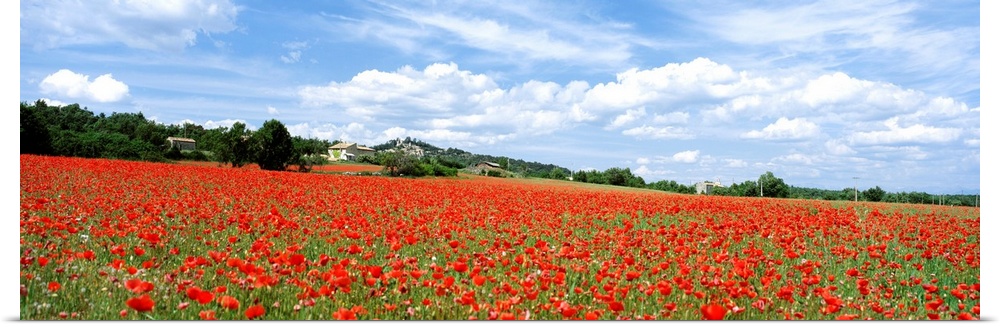 Looking Across Field Of Poppies To Small Village In Provence