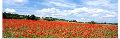 Looking Across Field Of Poppies To Small Village In Provence