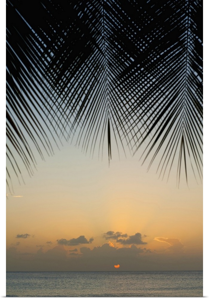 Looking Through Palm Trees To Sunset On The West Coast Of Barbados