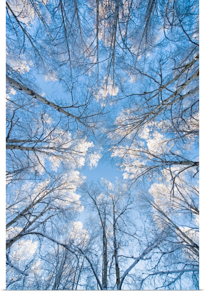 Huge photograph taken from the ground pointing upward shows the tops of bare trees extending into a bright sky scattered w...