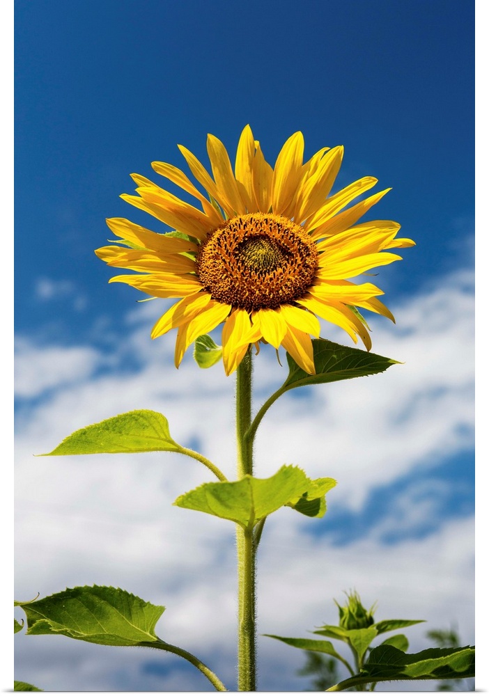 Low angle close up of a sunflower with blue sky and clouds, Alberta, Canada.