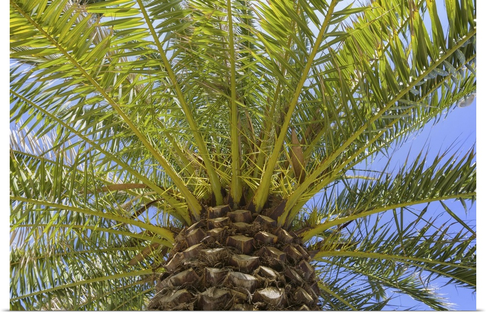 Low Angle View of Palm Tree in Puerto de la Cruz, Tenerife, Canary Islands, Spain