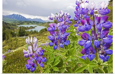 Lupine Flowers Near Lost Lake, Seward, Chugach National Forest, Southcentral, Alaska