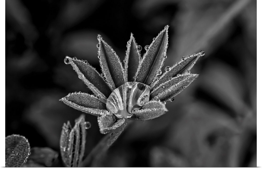 Lupine leaves with dew drops in black and white, united states of America.