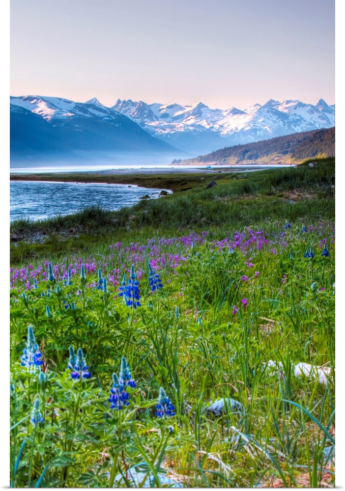 This beautiful photograph is taken in Alaska with a view of snow capped mountains in the background and a field of flowers...