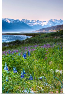 Lupines just outside of Haines, Alaska