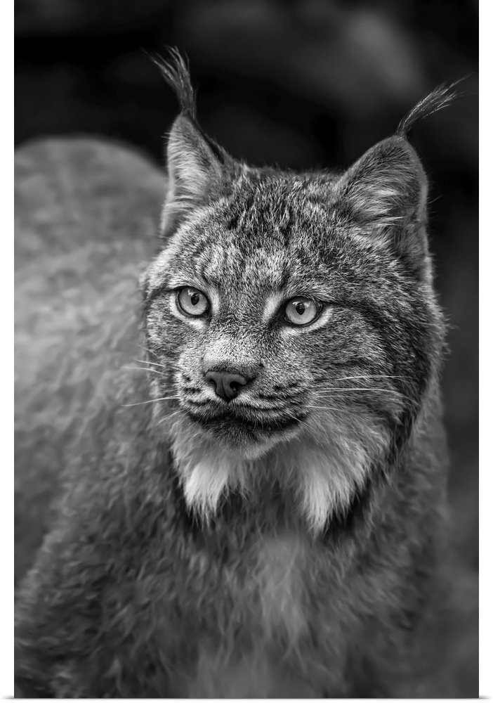 Lynx (lynx canadensis), Chilkat river, Haines, Alaska, united states of America.