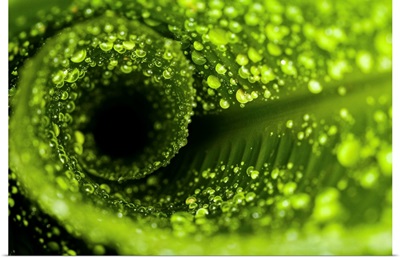 Macro image of water droplets on a furled plant
