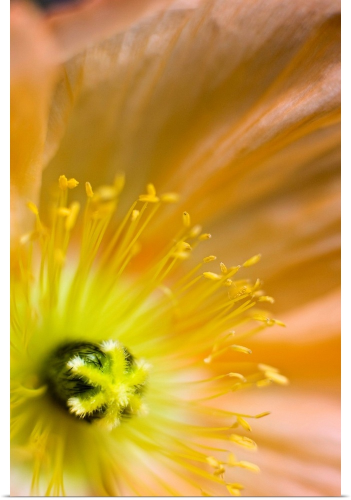 Close-up of an orange colored Icelandic poppy grown in Anchorage, Alaska.