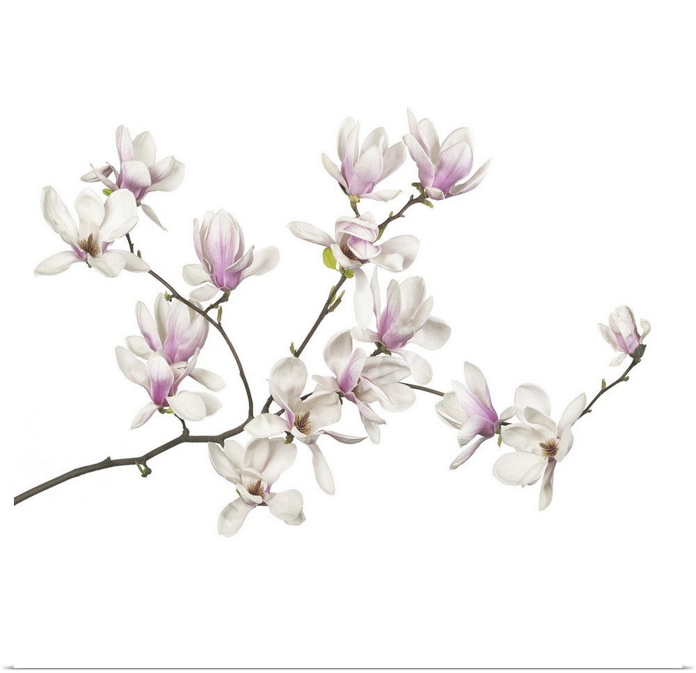 Magnolia flowers on a white background.