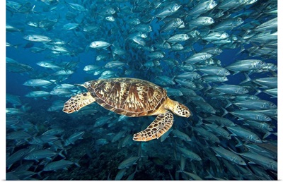 Malaysia, Sipidan, Green Sea Turtle (Chelonia Mydas) With Schooling Fish