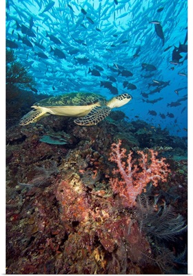 Malaysia, Sipidan, Green Sea Turtle On Reef With Soft Coral And Schooling Fish