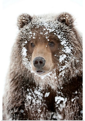 Male Brown bear with a frosty face lying on snow, Alaska Wildlife Conservation Center