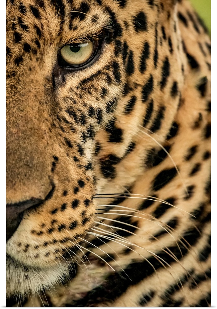 Extreme close-up of a male leopard (panthera pardus) staring at the camera. It has a brown, spotted coat, whiskers and a g...