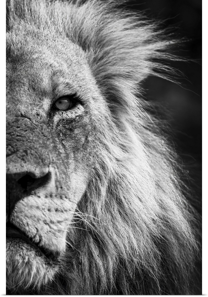 Mono, close-up detail of half of a male lion face and head, (Panthera leo) portrait, in Chobe National Park, Chobe, Botswana