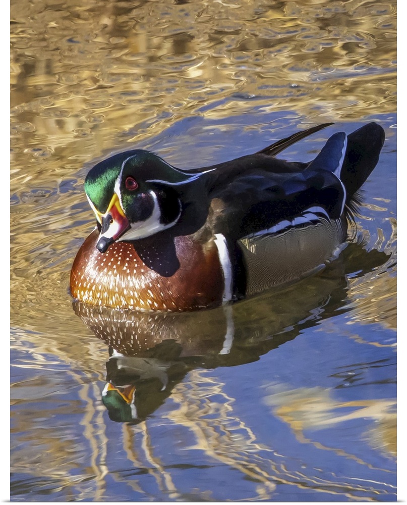 Male wood duck (aix sponsa) in water. Colorado, united states of America.