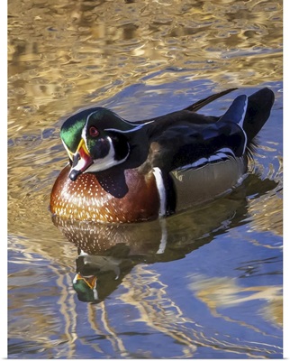 Male Wood Duck (Aix Sponsa) In Water, Colorado, United States Of America