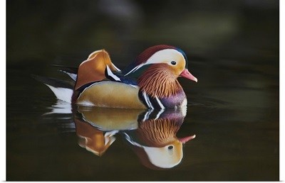 Mandarin Duck (Aix Galericulata) Male Swimming On A Lake, Bavaria, Germany