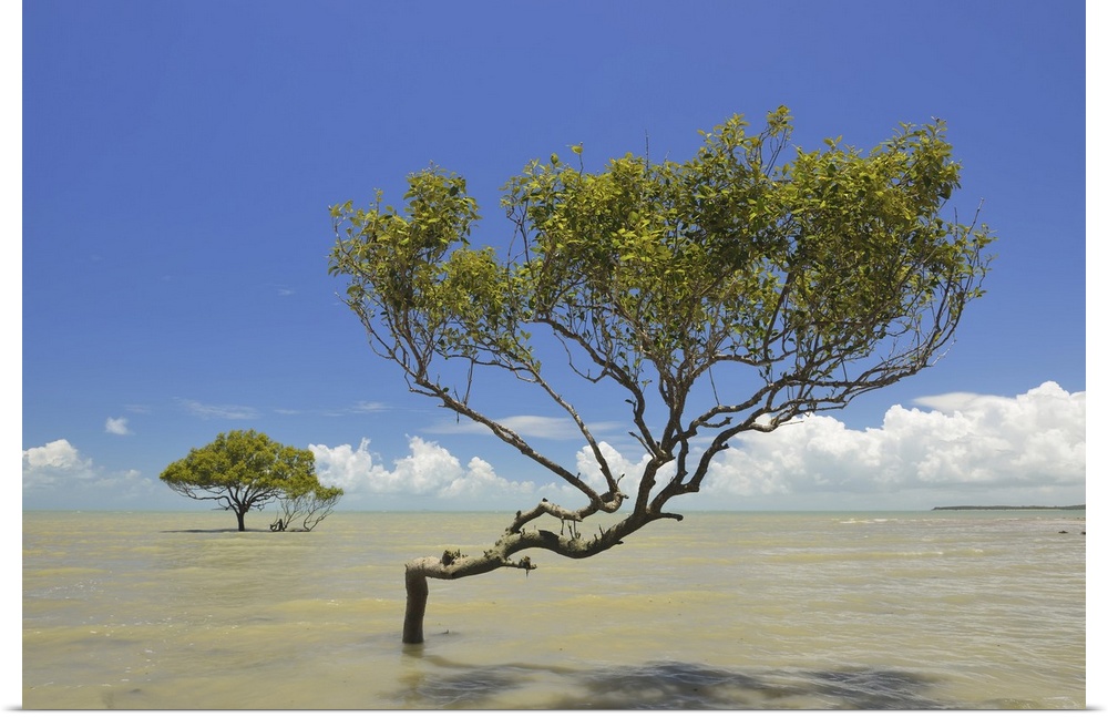 Mangrove Tree in Sea, Clairview, Isaac Region, Queensland, Australia