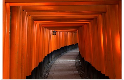 Many tori gates at Fushimi Inari, Kyoto, Japan