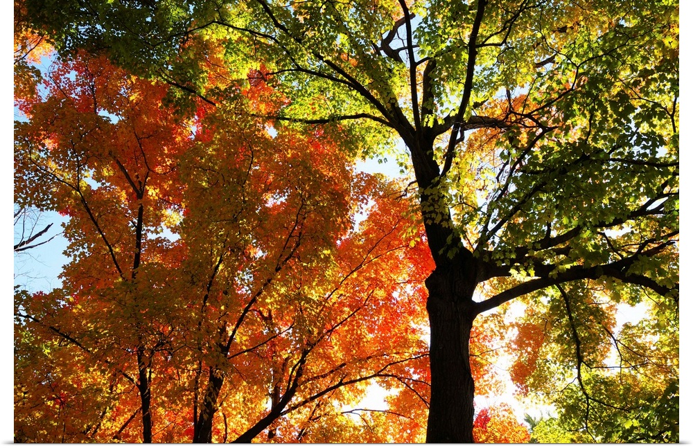Maple trees, Acer species, with autumn foliage.